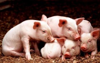 淄博发布通知稳定生猪生产 2022年达到82万头