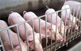 淄博加快恢复和发展生猪生产 明年生猪出栏将达到68万头