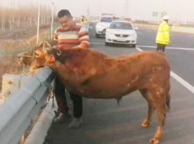 淄博高速交警高速路上赶牛又捉鸡 清理运载货车掉下来的“隐患”