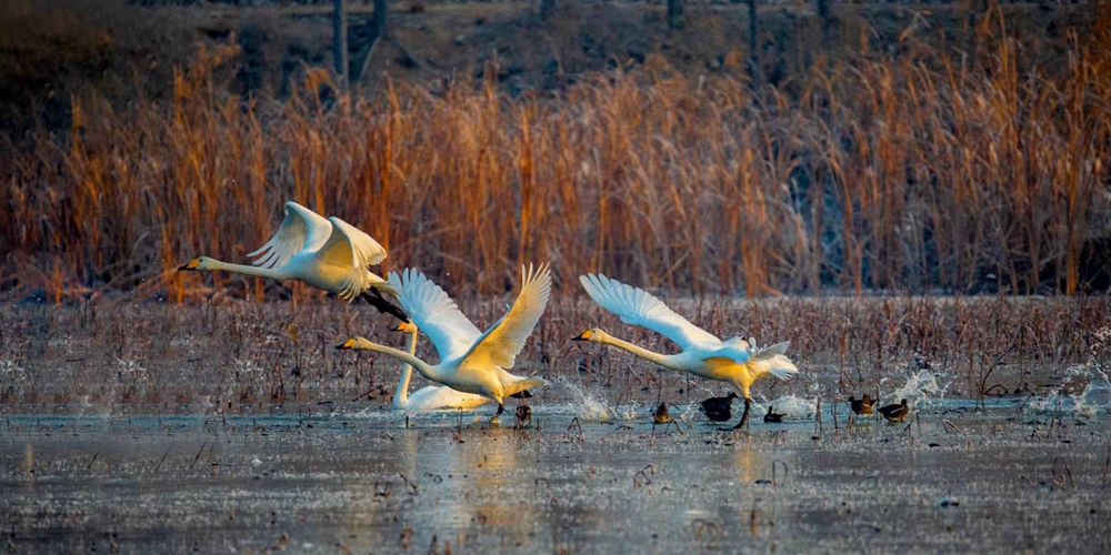 济南龙湖湿地落迎来“白色精灵” 天鹅起舞迷人醉 