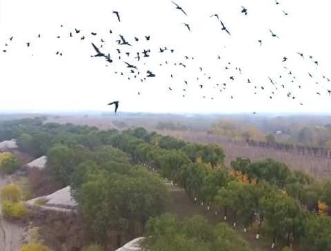 震撼！无人机“偶遇”大量鸟群  黄河生态别样美