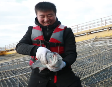黄海冷水团海域三文鱼养殖顺利验收 