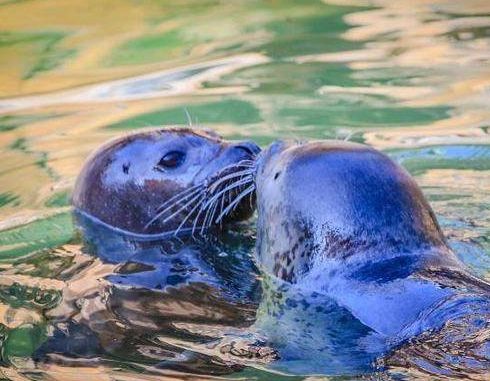 济南野生动物世界新引进海豹四胞胎