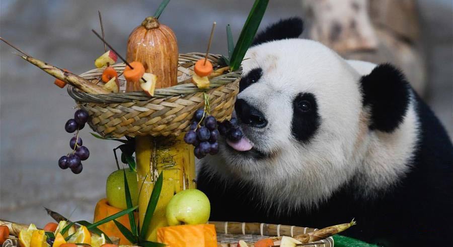萌爆了！ 大熊猫“撸串”迎新年