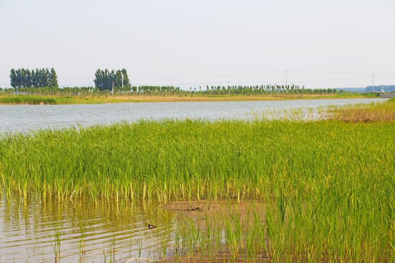 南起徒骇河与苇河交界处,北至禹城市与齐河县界,全长30公里,平均宽350