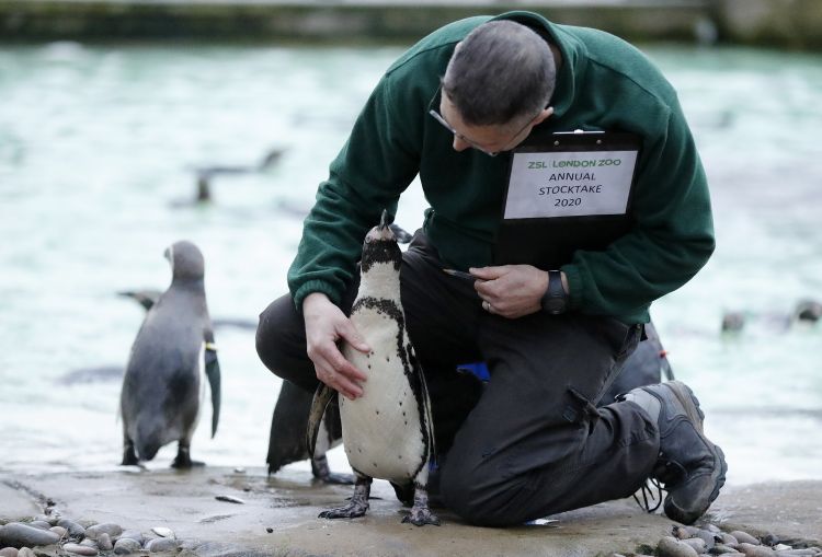 1月2日，在英国伦敦动物园，一名饲养员对企鹅进行盘点。