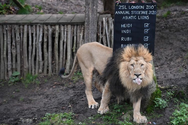 这是1月2日在英国伦敦动物园拍摄的亚洲狮。