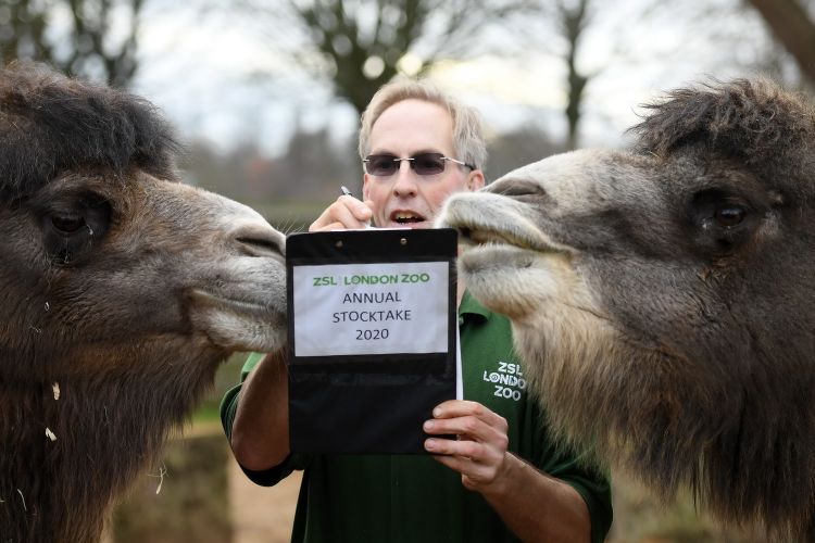 1月2日，在英国伦敦动物园，一名饲养员对双峰骆驼进行盘点。