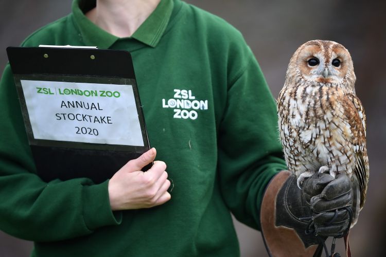 1月2日，在英国伦敦动物园，一名饲养员对灰林鸮进行盘点。