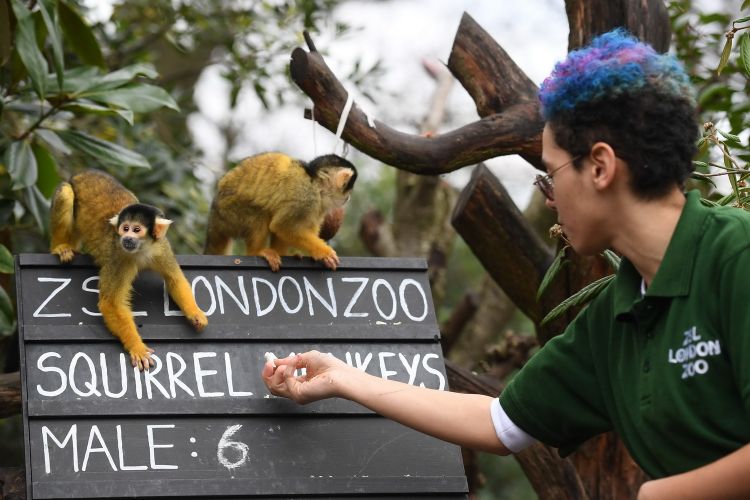 1月2日，在英国伦敦动物园，一名饲养员对松鼠猴进行盘点。