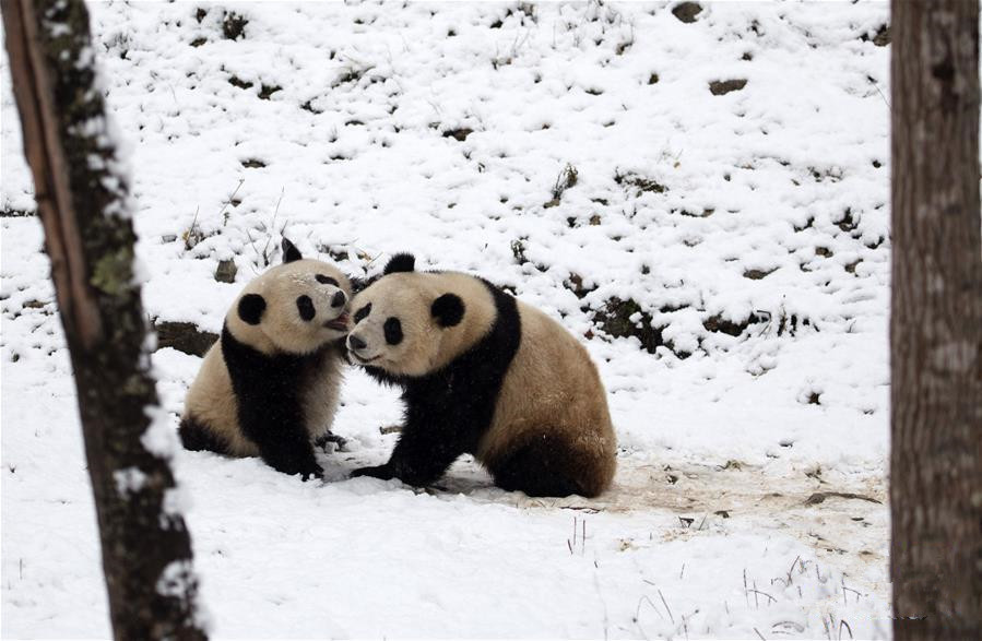 瑞雪降 熊猫乐