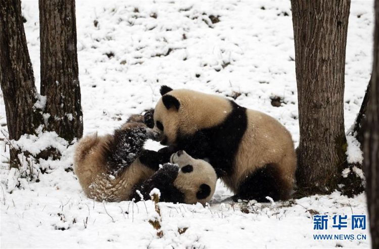 #（环境）（4）瑞雪降 熊猫乐