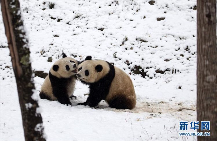 #（环境）（1）瑞雪降 熊猫乐