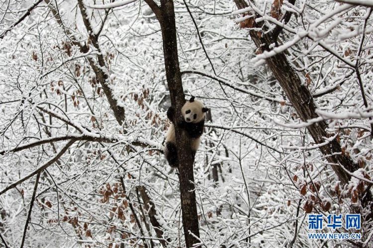 #（环境）（2）瑞雪降 熊猫乐