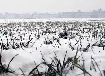 2020年首场降雪助140.84万亩小麦安全过冬