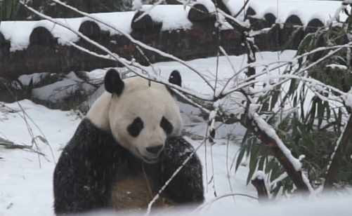 动物遇上雪天就会雪堆里打滚？熊猫：边吃边赏雪才美