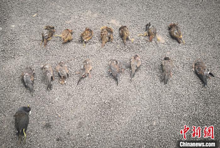 重庆侦破多起非法狩猎野生动物案10名犯罪嫌疑人被刑拘