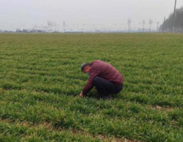 潍坊市寒亭区高里街道：防疫不忘备春耕，2200亩小麦已完成施肥