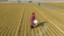 聊城引黄引河水6300万立方米 灌溉百万亩小麦