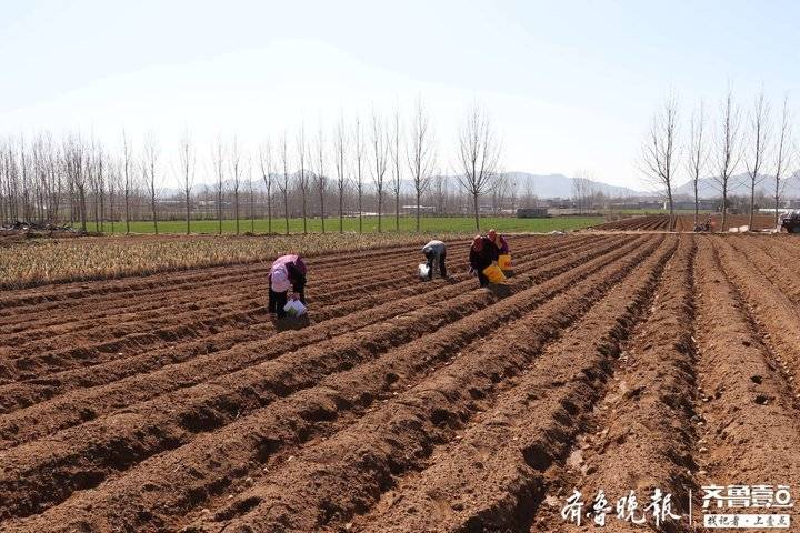 农业生产和疫情防控有机结合，宁阳县东庄镇春耕备耕忙起来
