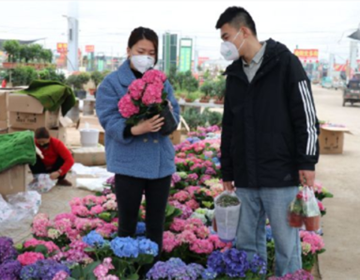 青州黄楼：鲜花正艳 开市引来八方客