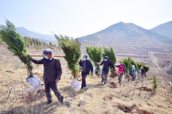 淄博启动四大增绿工程 将新增造林面积3.6万亩