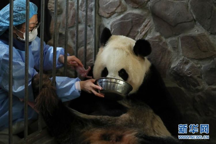 （环境）（5）2020年全球首对圈养大熊猫双胞胎在成都诞生