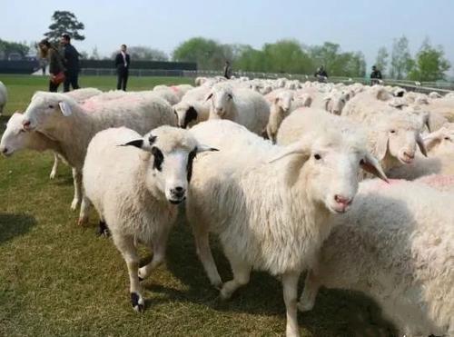 利津县盐窝镇肉羊标准化健康养殖示范基地项目 建设“羊项目“ 做强“羊产业“