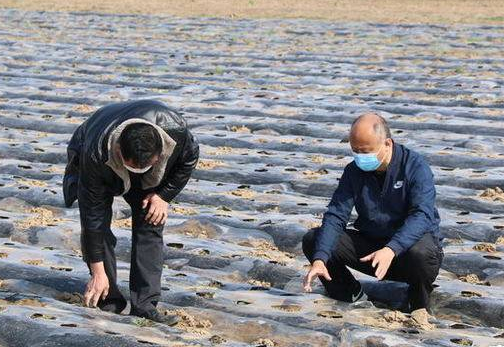 郝家镇：小草莓引领富民路 助力乡村产业振兴
