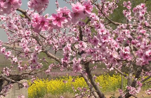这个春天，一起来肥城“赏桃花 云春游”！