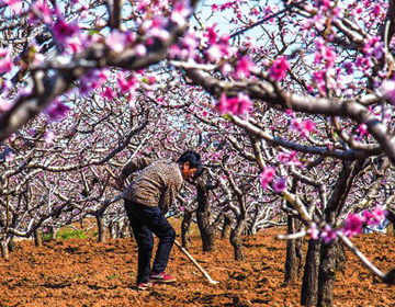 潍坊青州春耕美景：在那桃花盛开的地方