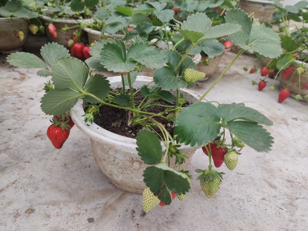 草莓种在花盆里，枣庄市中区别样“草莓盆景”受追捧