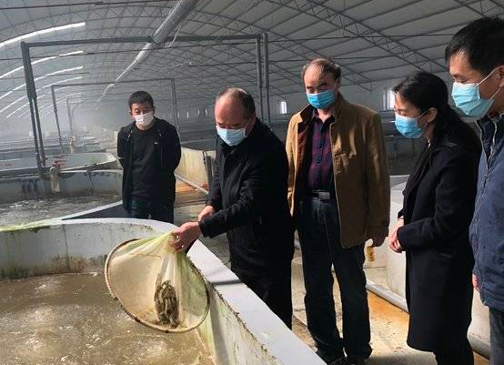 河口区新户镇:温室大棚养殖忙