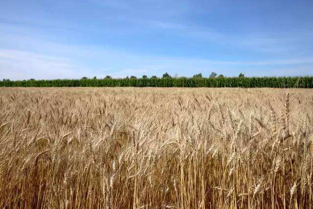 油地共建富硒小麦种植基地 系山东省第一个