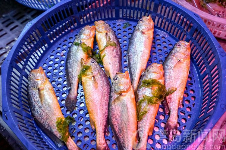 【海鲜】琳琅满目应有尽有 买海鲜团岛市场是好去处