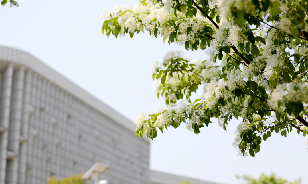 流苏白 槐花红 临沂大学校园 美景四季不断