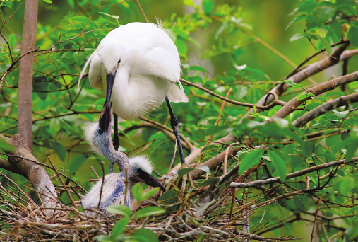 济南动物园里白鹭哺育幼鸟尽显“鸟巢之爱”