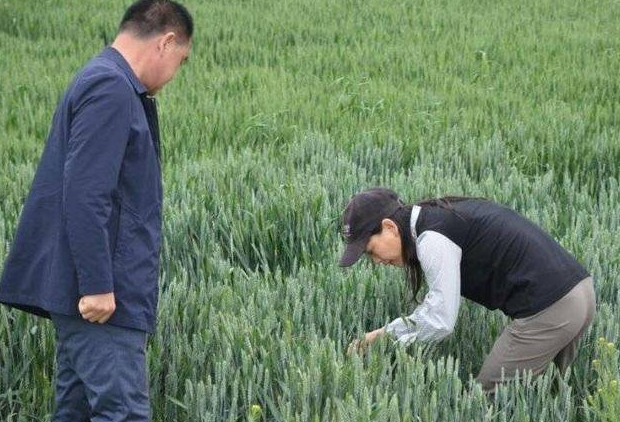 力保稳产丰收 东营市168.39万亩小麦完成条锈病第一遍防治