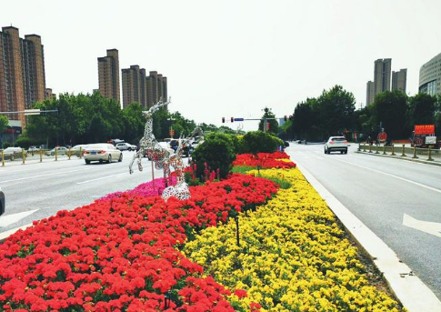 为泉城增添浪漫！园林夫妻520当天为城市种下玫瑰致敬生活