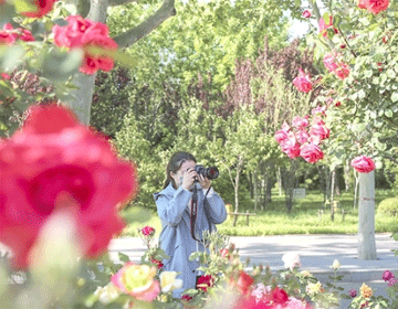 滨州“市花”月季装点城区“好颜色”