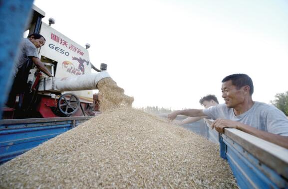 聊城610.7万亩小麦开启“收获季”