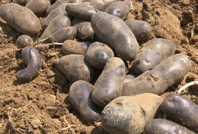 37秒｜一斤四块钱，收益可观！枣庄滕州黑土豆喜获丰收