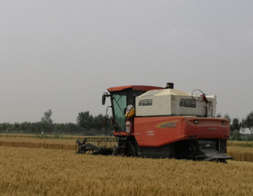 滨州418万余亩小麦迎来集中收获期