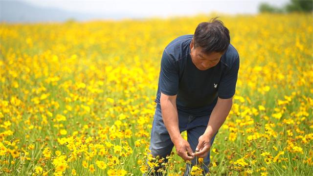 农民在地里查看金鸡菊成熟情况。