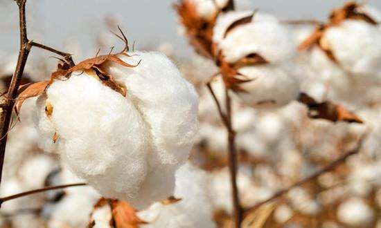 东营区借力目标价格保险 力保棉农增效增收