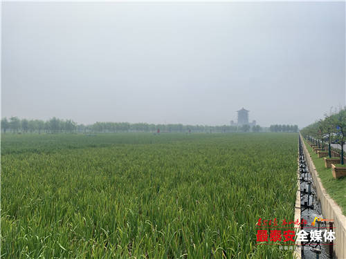 泰安市新增湿地面积515.9公顷