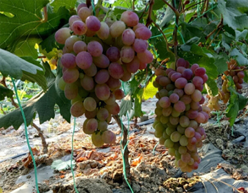 火龙果、葡萄、草莓……博兴湖滨特色农业迎来收获期