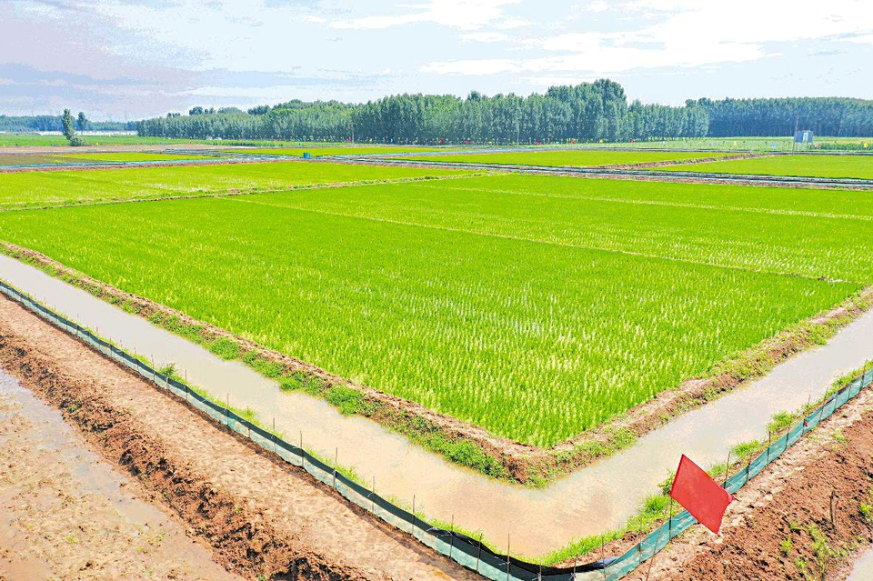莒县：生态综合种养 推进农业转型升级