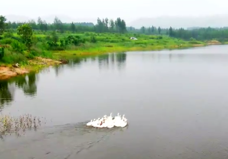 实拍雨后的济宁：山青水秀 白鹅嬉戏 好美一幅天然油画