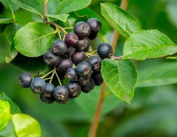 野樱莓养生果在邹平引种成功 系滨州首次